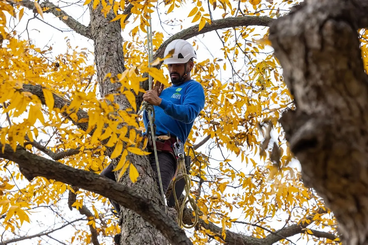 Skilled Tree Trimming crew working in Roanoke